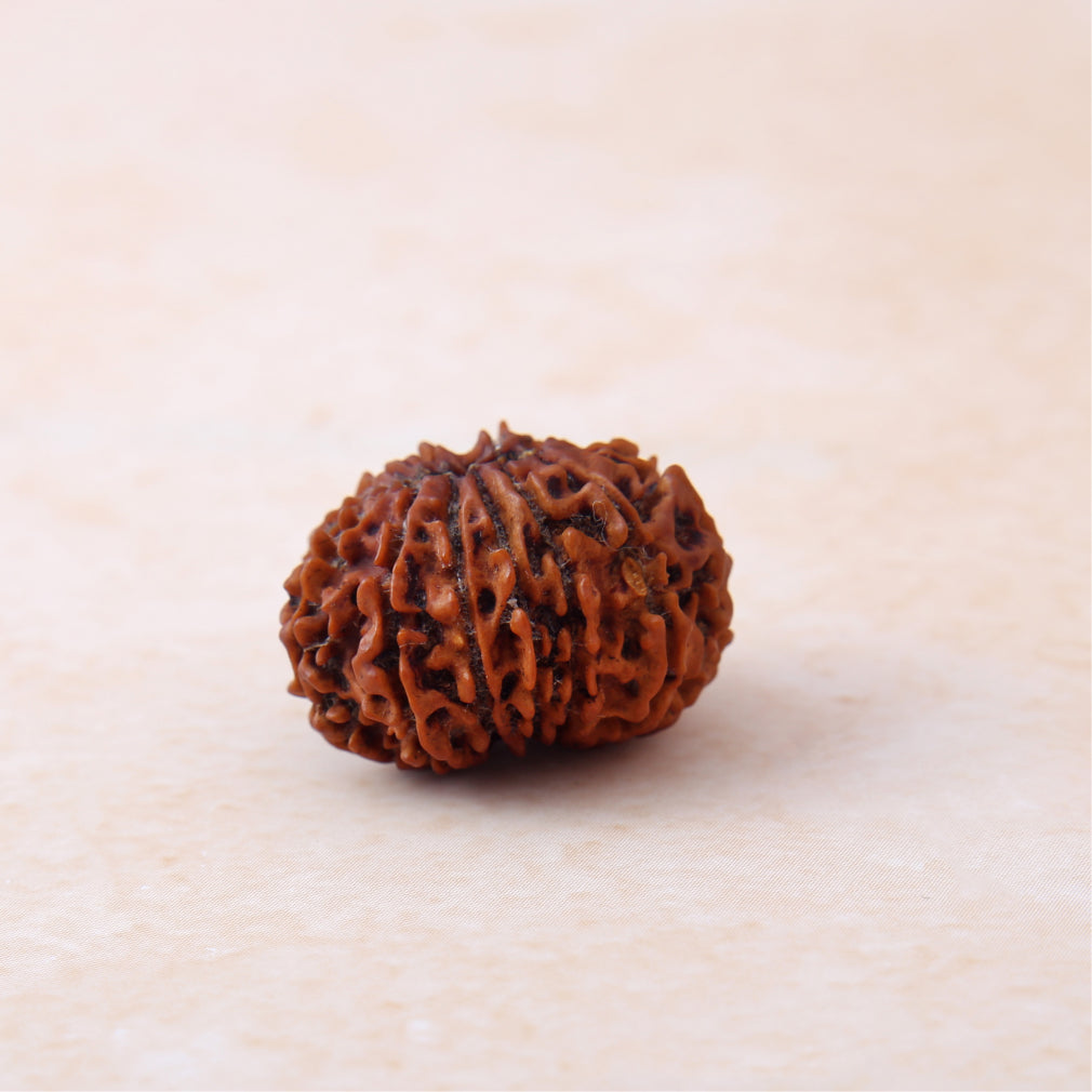 Siddh 13 Mukhi Rudraksha